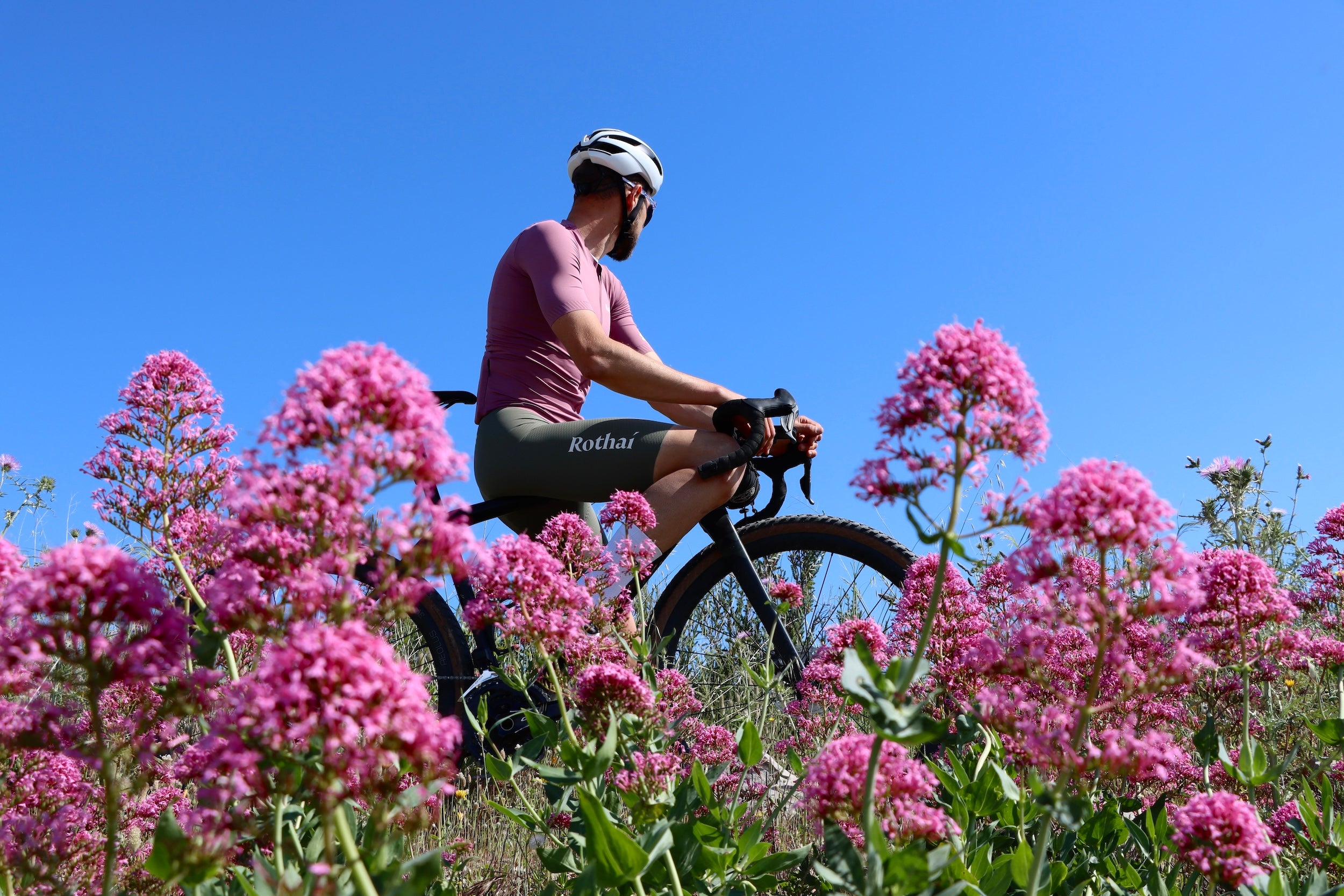 Person riding a bicycle through a field of pink flowers with a clear blue sky.